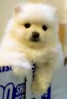 puppy - cute puppy