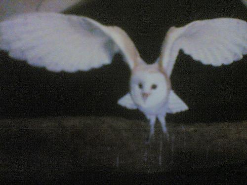 owl - my birdy