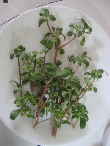 Purslane: a Tasty Garden Green - This delicious and highly nutritious plant is considered to be a WEED by many and uprooted and thrown away. High in Omega-3 and other nutrients it is a wonderful food and gives the most delicious flavor to a pot of beans. I put it in my pasta sauce as well. It costs almost nothing to grow because I just buy a handful of the live greens at the market and then put the stems in water to root and before long it has hundreds, no, thousands of tiny seeds that sprout very fast and make more plants.