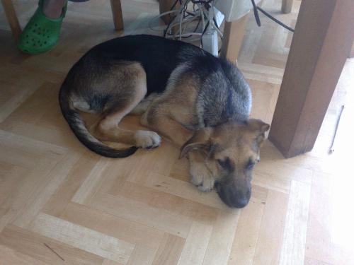 my puppy dog - my sweet puppydog he is 5 months on this picture i love him but sometimes... he always wants to play