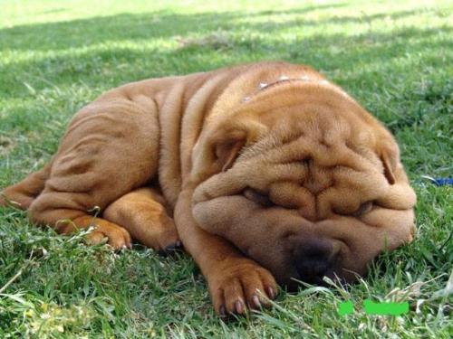 doggy - cute yet moody looking dog.