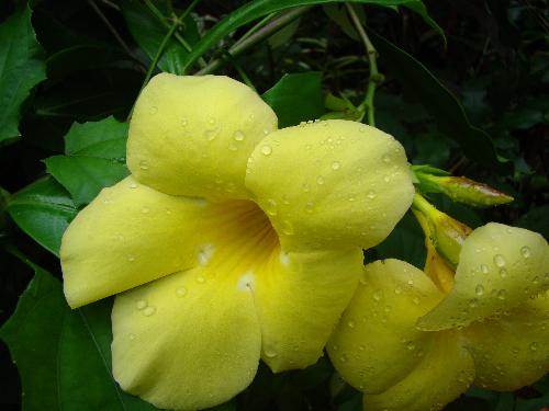 alamanda - Common but pretty alamandas that grow in my grden