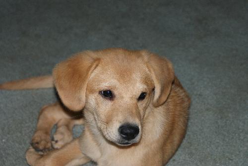 Buster - My baby girl, Buster. Yes she has a boy's name, but she's all female!
