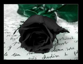 Photography - A picture of a beautiful rose, whose been treated with cruelty. May this show our feelings towards one another.