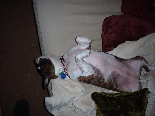 Rin sleeping - our baby asleep. anyone with a Boston will tell you, this position really is common if they aren't buried under a mountain of blankets and pillows.