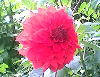 flower - flower grown in my garden