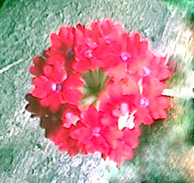 flower - flower grown in my garden