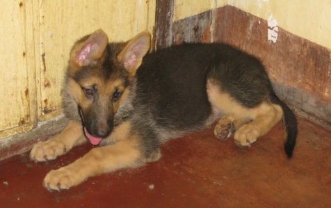 baby girl  -  her name is bubbles, she was born april 13, 2009. she grows very fast and very noisy but i do love her. her moms age is 1 yr and 5 mos.