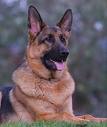 my pet dog - Karina, my pet