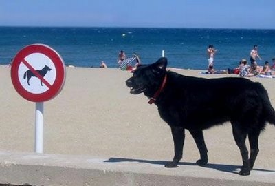 Criminal Dog - This dog doesn't care of the law!
