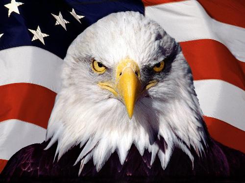 american eagle - Symbol of Unites States of America