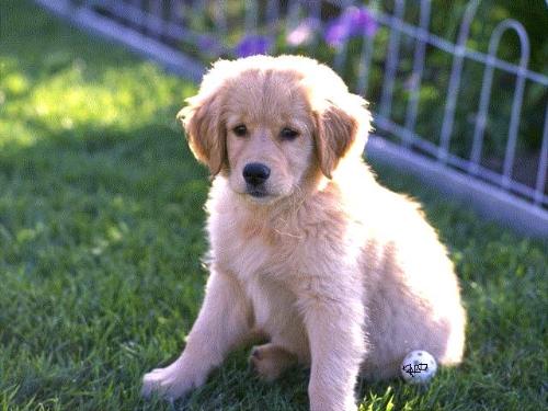 dog - a white color dog