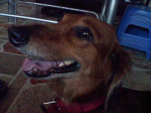 my dog - This is my dachshund, clyde, we got him when he was only 2 months old, and now he's already 8.