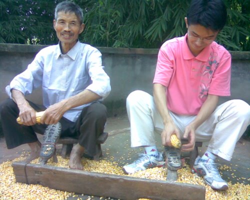 Shepherd helped Grandpa in corn harvest. - My grandpa and I were removing corn seeds from the stem by abrading on shoe soles (I am not sure if my English expresses what I mean). This is how Chinese farmers do their harvesting.