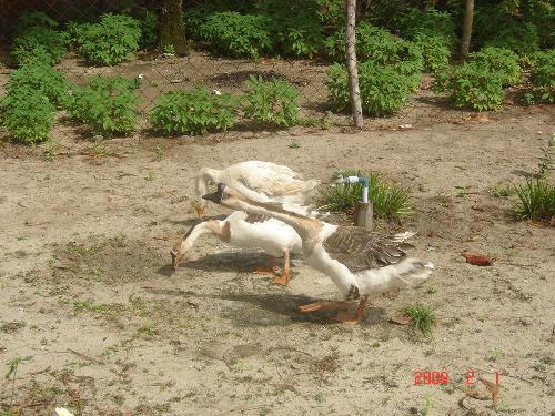 Gooses Gossiping with Each Other - I took these photo in Pandan, Antique while I was doing my fieldwork. Later, the male goose (the one with the black apppendage on its nose) started attacking me.