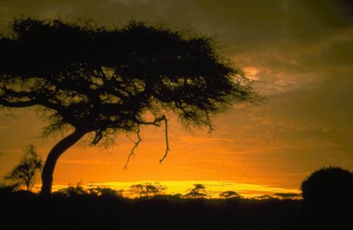 nature - sunset