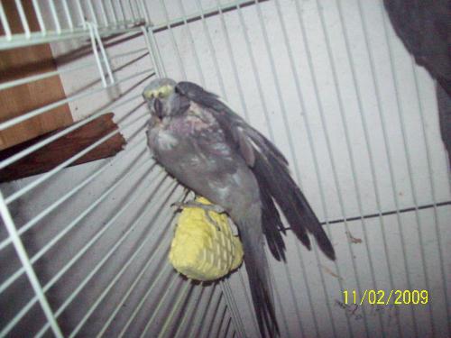 1 cockatiel - this is one of them