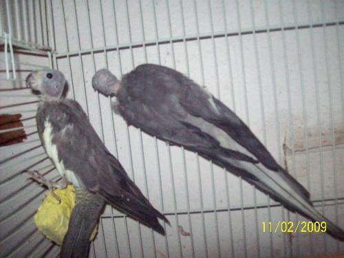 2 of the together - hanging out in the corner