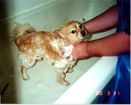Bathing Dog - Dog taking a bath