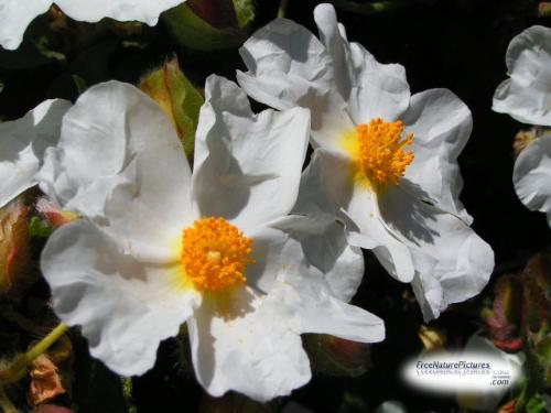 flowers - beautiful white flowers