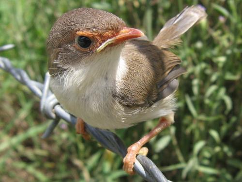 sparrow - save the sparrow