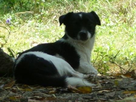 chay-chay the chihuahua - this is chay-chay, our cousin's super cute chihuahua!!!! :) she's the hairy kind :)