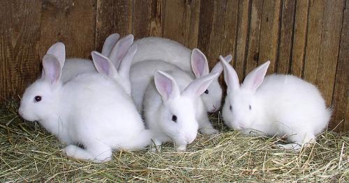 bunnies - lots of bunnies