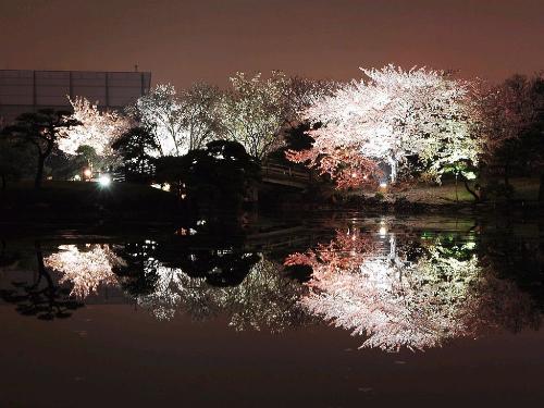 the beauty of sakura - Cherry blossom (sakura), night time. Real beautyfull ..