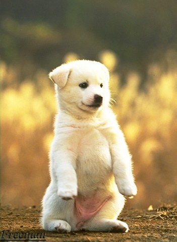dog - a white color dog
