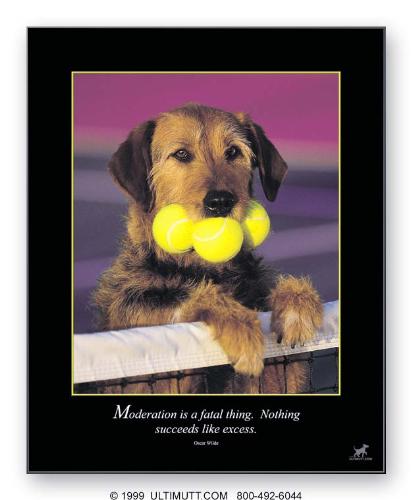dog - a black dog