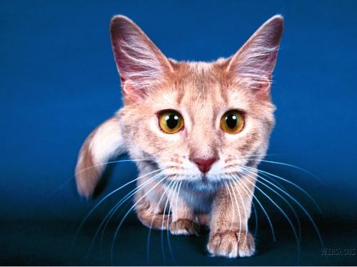 cat - a cat