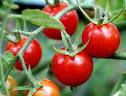 health - tomato is good for health