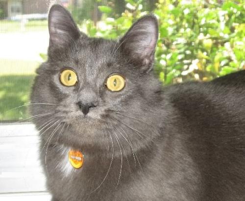 Luca - This is a photo of my cat his name is Luca he likes posing for the camera. I took this photo during the summer while Luca was next to the window. He was helping me sew that day. LOL