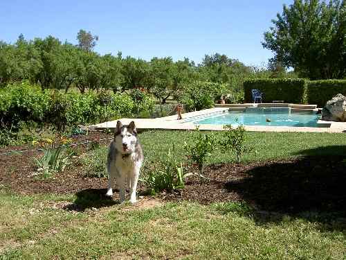 dog be a pool. - can i go for a swim