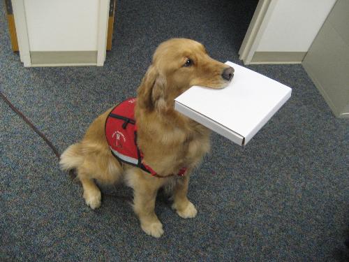 pizza dog - want a pizza master