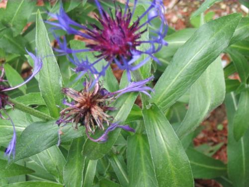 purple corn flower - picture of a purple corn flower growing in my yard, these are my favorite because they are so unusual