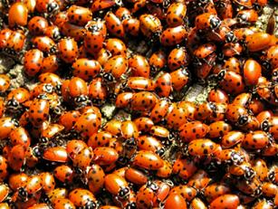 Ladybugs - They aren't this bad where I live but there are thousands of them flying around and several dozen on our house, some of which have wiggled their way inside.