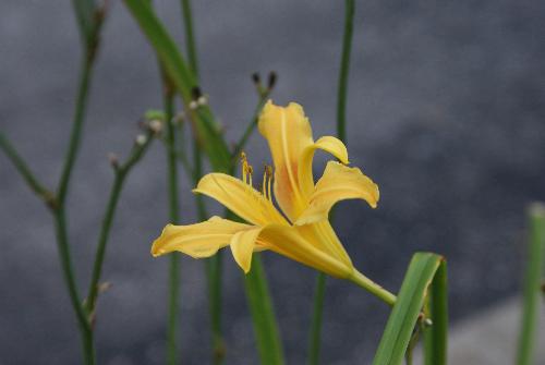 flower - Beautiful flower I photographed