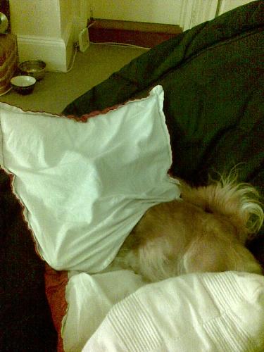 You can't see me  - Gissi is hiding 