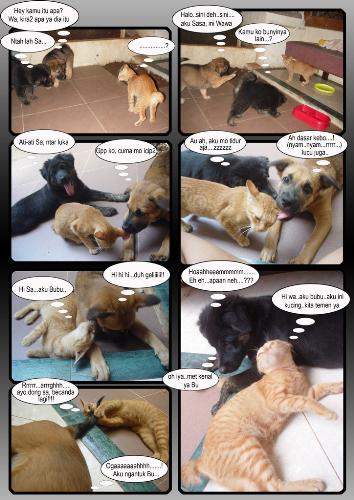 Cat and Dog absolutely can be friends. Why don't w - This is a little comic that made by an old friend. Too bad he made in our native language. And I don't have idea to make some edits to this picture :-)  These are our two naughty dogs, Sasa (Female, Mixed Rottweiler and German Shepperd, the brown one) and Wawa (Male, Mixed Rottweiler and Chow chow, The black one) and a really spoil yellow native cat called Bubu. The are live together, they are eat together and they are sleep together. The cat was so naughty, and was very spoil too. If she can't get attention from us (a human in the house), she will attract those two dogs. Like playing with the dog's tail, biting the dog's ear and so. Sasa always be the first who get the attention. She replied with a scratching act until they are running and try to get another. Wawa mostly don't care. I don't know is it because the gender factor or what. It was just a funny view and it was really a live entertainment for us. Hope you enjoy the pictures :-)