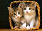 cats - cats in the basket