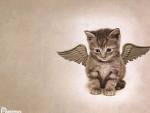 cat - cat with wings