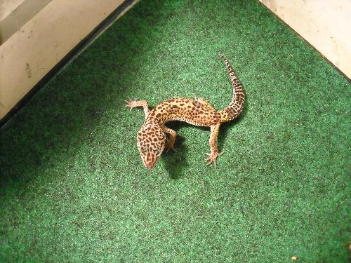 Jaybe the Leopard Gecko - This is Jaybe the Leopard Gecko. One month old and my first gecko.:)