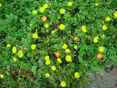 Flowers - Portulacas are easy to grow, they multiply fast but need replanting. They are a riot of colour and if you are in a hurry to spruce up your garden at short notice plant portulacas as they ae quick growing!