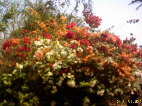 Flowers - Bouganvilleas flood the garden when they are in bloom. I have several colours of this flower. It is a sight to behold!