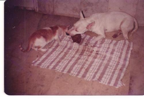 my pet cat and pet dog sharing a meal - I had this Bull Terrier who had a special bond with my pet cat. They would sleep together, eat together and my cat would want my dog around when she littered.This picture is rare inasmuch they are sharing a meal putting a bite on it together.