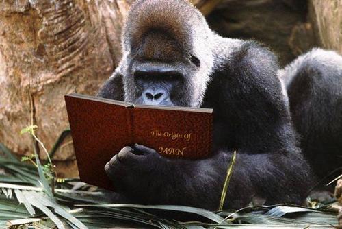 monkey - evolution pic