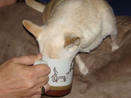 Tukay and coffee - Sometimes she just gets up too early....