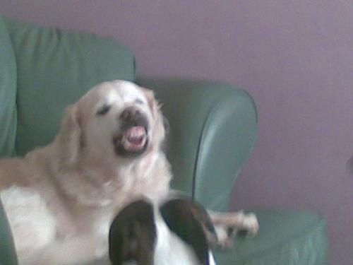 Savage dog! - Beleive it or not this is the most placid dog you will ever meet but this is when another dog came near her when she was in season it so funny cos if she sees u lookin she will stop! its so hard to catch her like this!