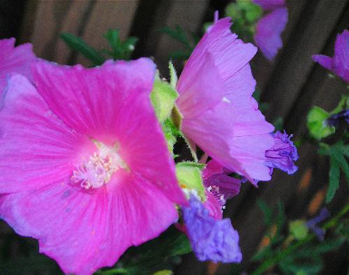 Purple Flower - A very bright purple flower on a fence.